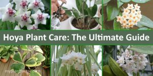 hoya plant care