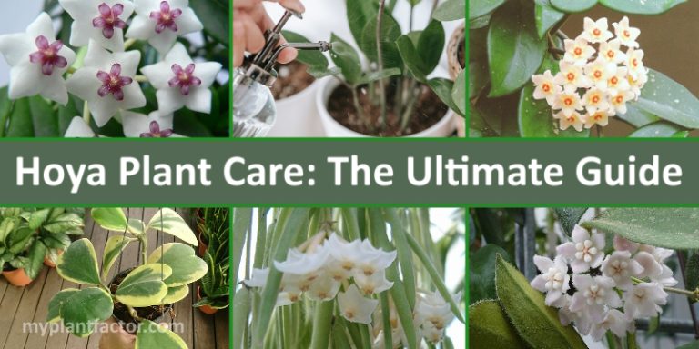 hoya plant care