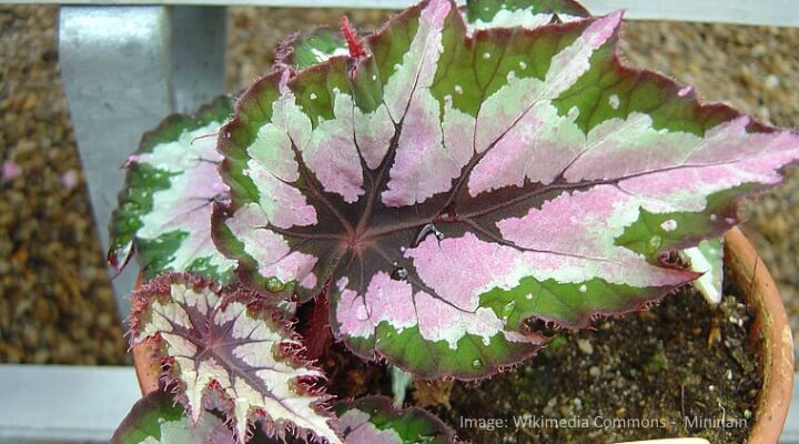 purple and green rex begonia