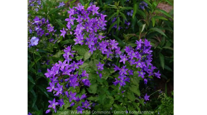 stunning blue and purple flowers growing in a wild flower garden