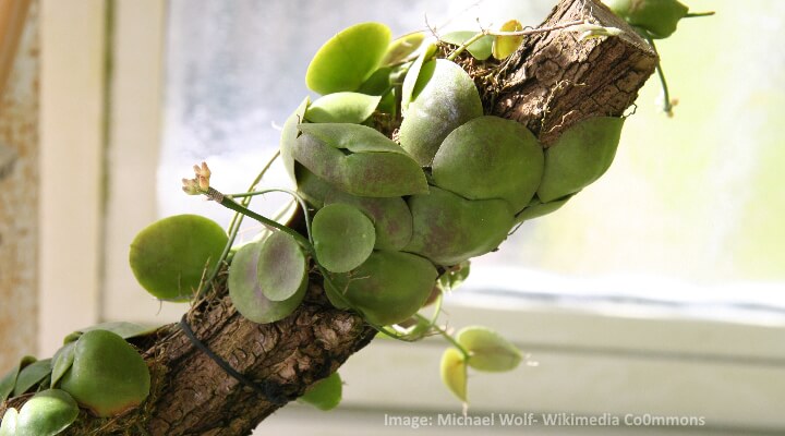 Hoya imbricata leaves hugging a tree branch