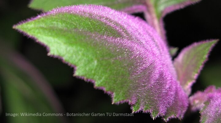 royal velvet plant leaves