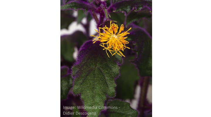 Gynura aurantiaca care