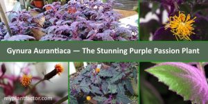 Gynura aurantiaca myplantfactor