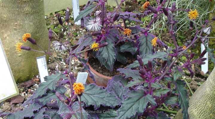 purple house plant Gynura aurantiaca