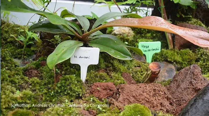 Hoya lauterbachii growing in mossy terrarium with large glossy leaves