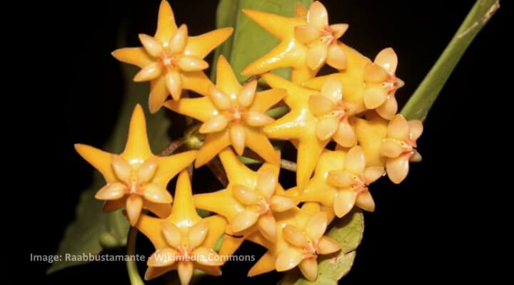 hoya platucaulis Golden yellow Hoya flowers with glossy, star-shaped petals