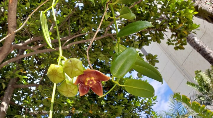 hoya ariadna flower with reddish petals