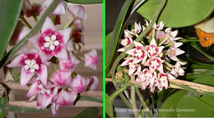 hoya calycina Pink and white Hoya flowers with thick waxy petals