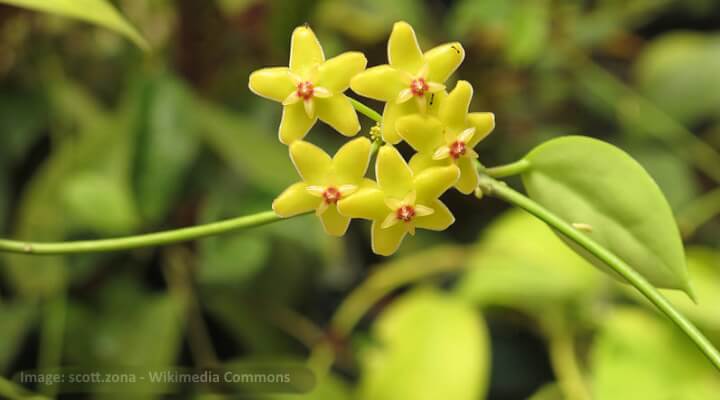 hoya diptera with bright yellow flowers and red centers"