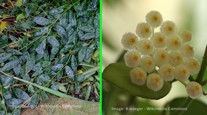 hoya lacunosa Hoya large veined green leaves and creamy star flowers — from types of hoyas article