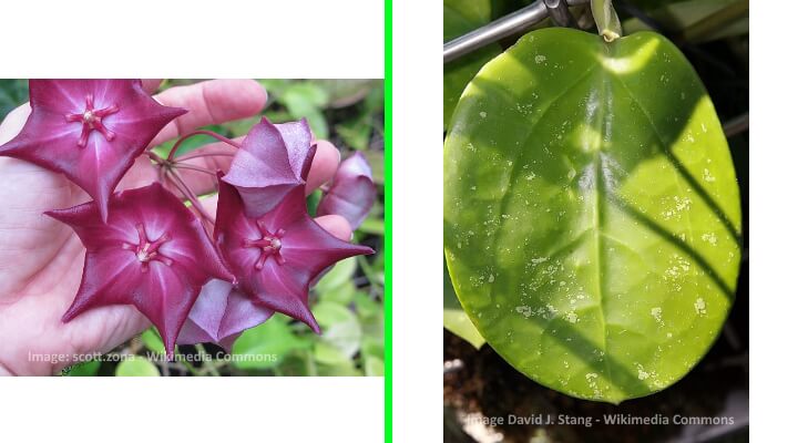 hoya macgillivrayi Dark red Hoya flowers and close-up of glossy green lea