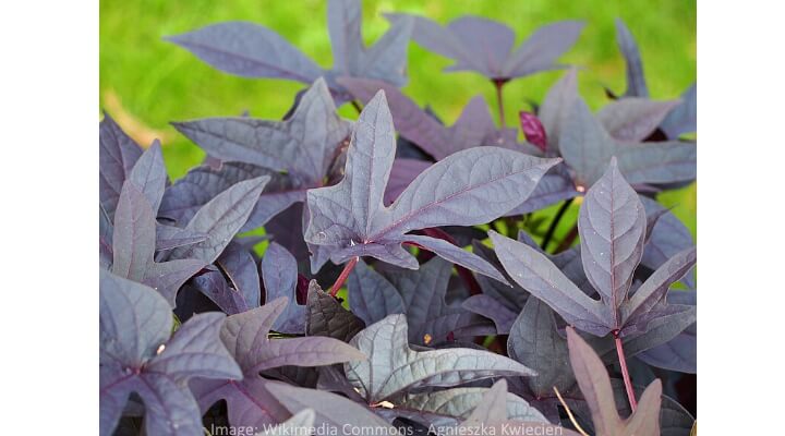 Sweet Potato Vine trailing from basket with lobed deep purple leaves