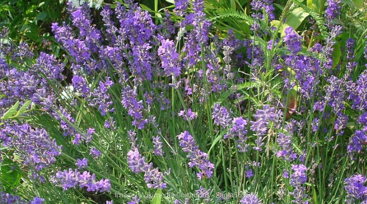 Lavender plant blooming outside with soft violet flowers and silvery foliage