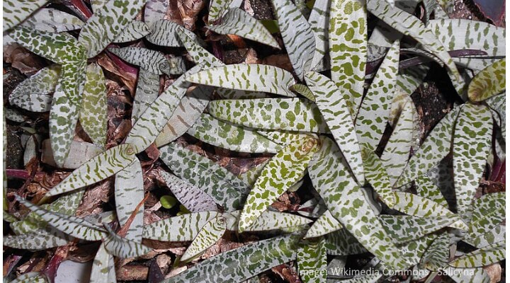 Silver Squill with spotted purple-green leaves in compact clump on windowsill