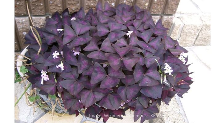 Oxalis triangularis purple house plant