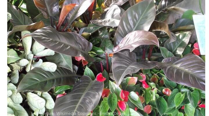 Philodendron Rojo Congo with dark green-red leaves and sturdy upright stems one of the popular purple houseplants