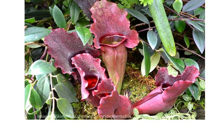 Purple Pitcher Plant with cupped leaves in deep purple and green veining