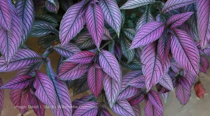 purple house plant persian shield