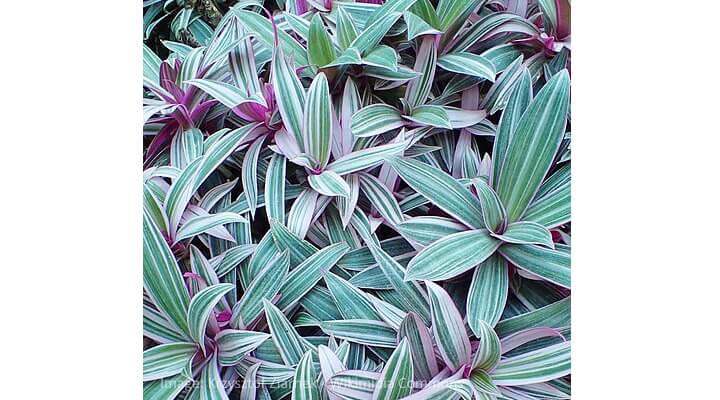 Moses-in-the-Cradle with cradle-shaped green and purple leaves on low shelf