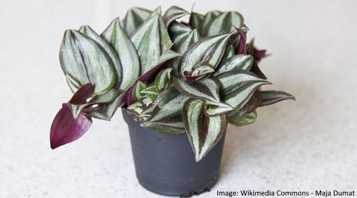 purple inch plant