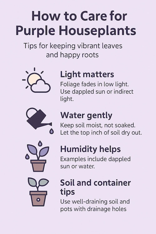 Infographic showing how to care for purple houseplants with tips on light, watering, humidity, and soil conditions
