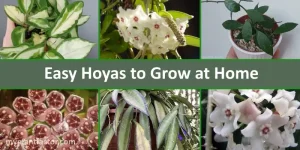 easy hoya varieties for beginners