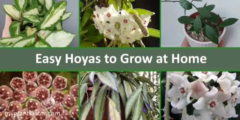 easy hoya varieties for beginners