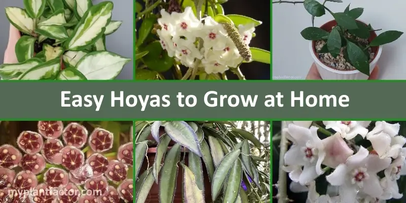 easy hoya varieties for beginners