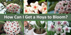 can I get a hoya