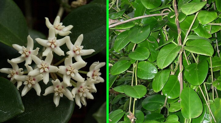 hoya australis