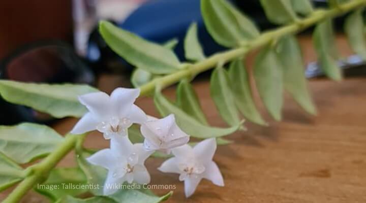 hoya bella