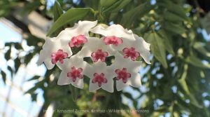 hoya bella blooms