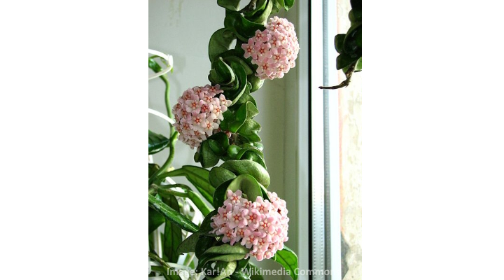 How to identify Hoya Compacta foliage