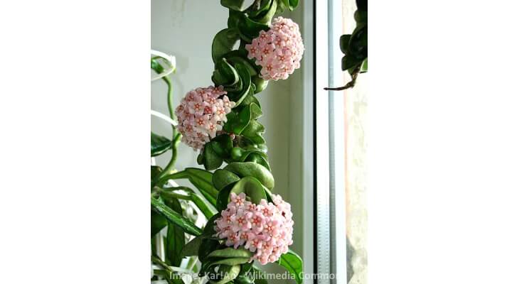 hoya carnosa variegata
