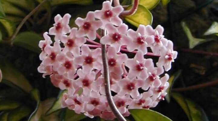 hoya exotica flowers