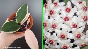 type of hoya carnosa
