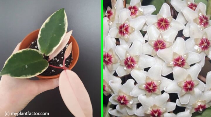 hoya krimson queen