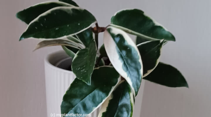 hoya krimson queen leaves