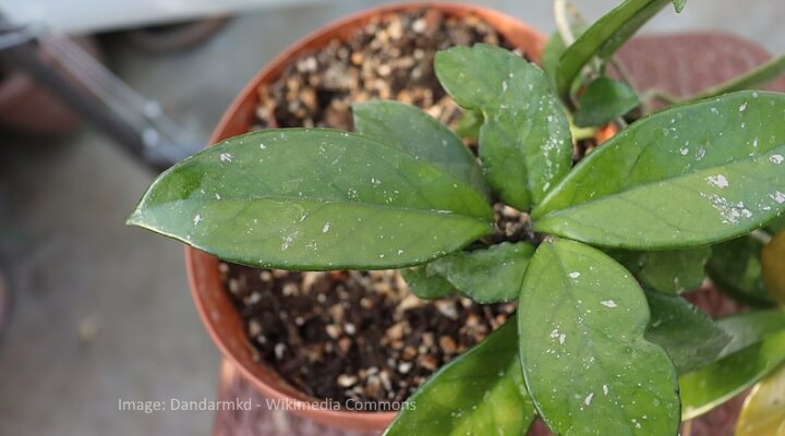 hoya carnosa propagation