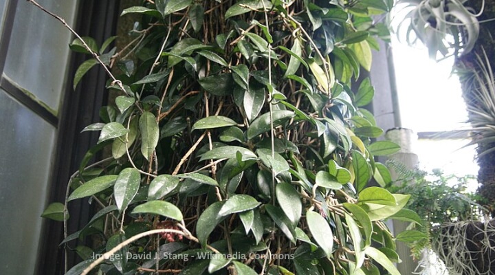 What do Hoya leaves look like? Carnosa