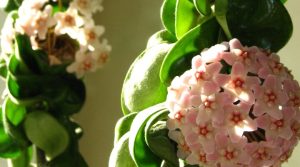 hoya compacta variegata