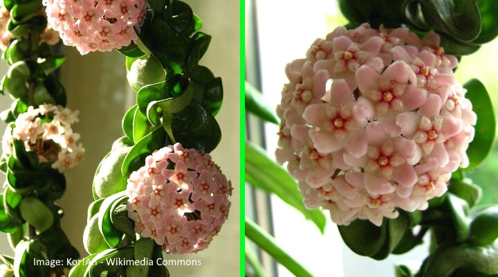 hoya compacta