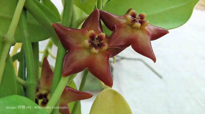 hoya coronaria
