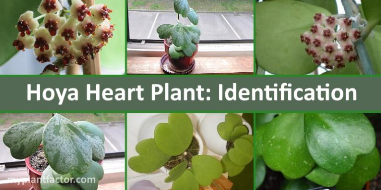 hoya heart plant