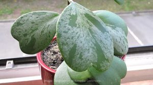 how to propagate a hoya heart plant
