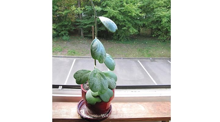 Hoya Kerrii heart-shaped leaves