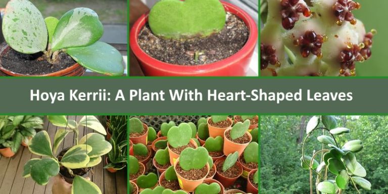 hoya kerrii plant with heart shaped leaves