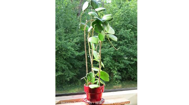 hoya kerrii plant with heart shaped leaves