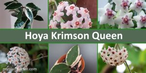 hoya krimson queen